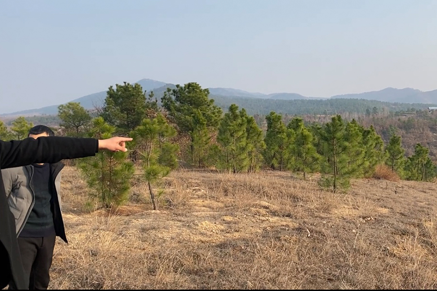 确山县造林碳汇项目减排量开发、管理、交易项目